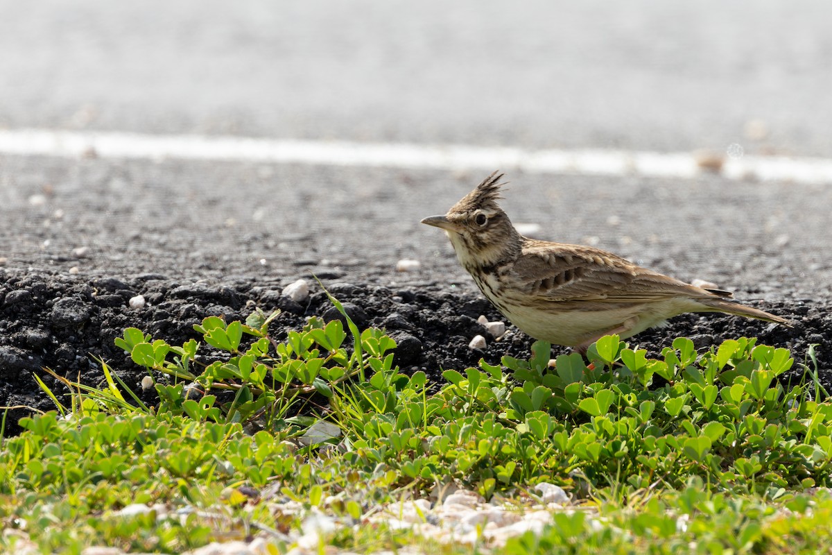 Crested Lark - Bilgehan Ergan