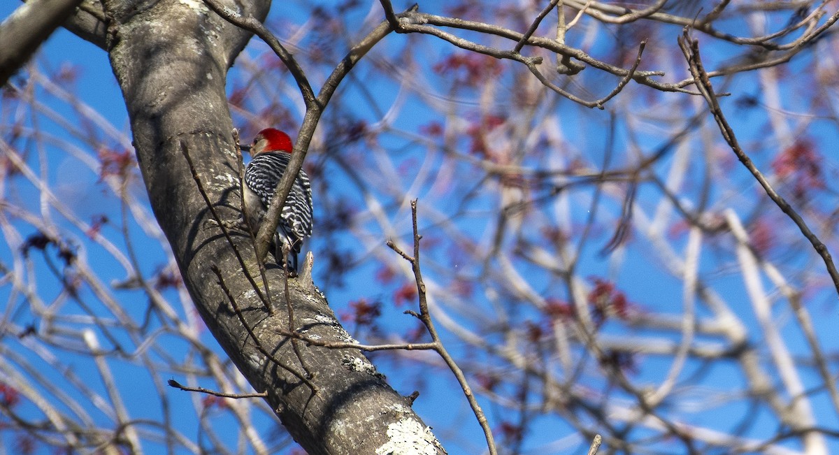 Red-bellied Woodpecker - Neil DeMaster