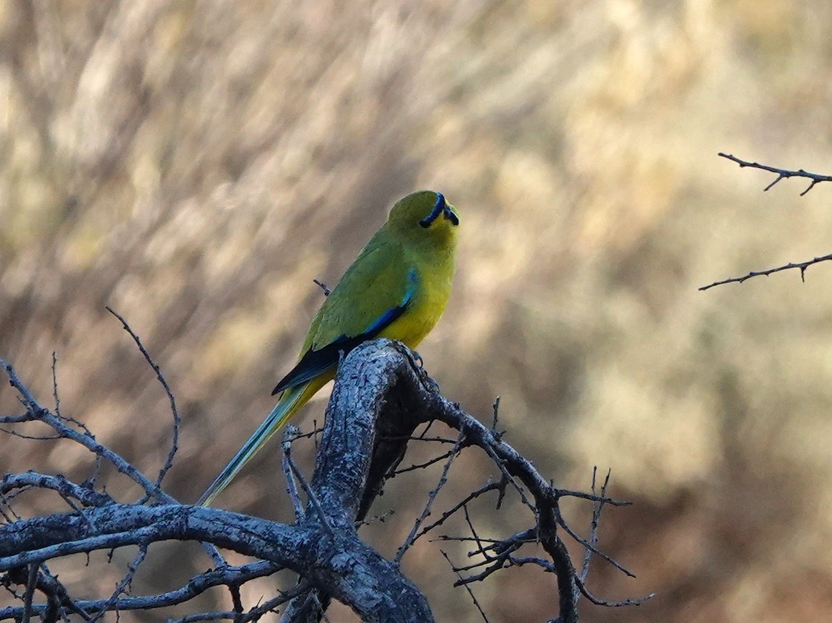 Elegant Parrot - ML617360846