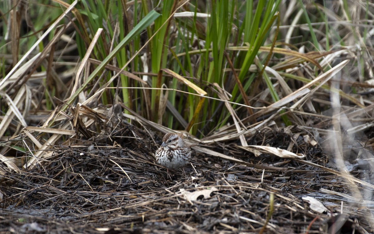 Song Sparrow - Neil DeMaster