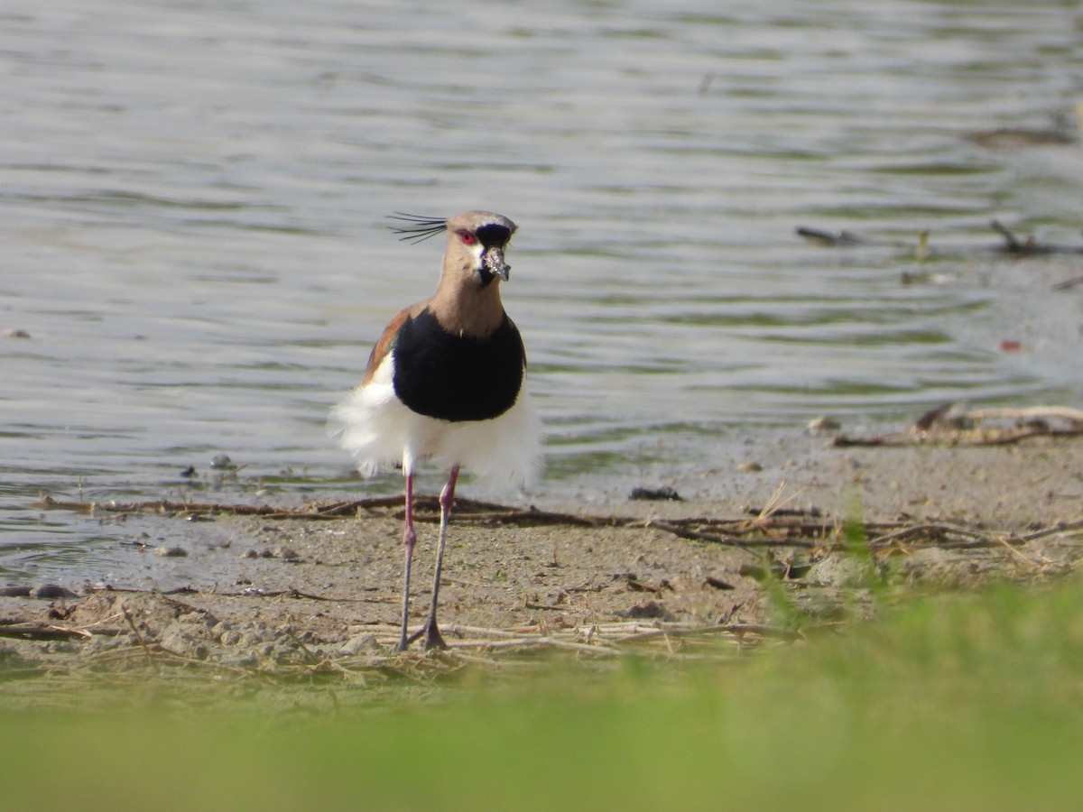 Southern Lapwing - ML617360881