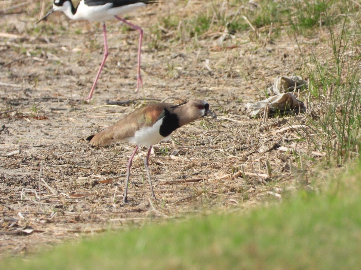 Southern Lapwing - ML617360885