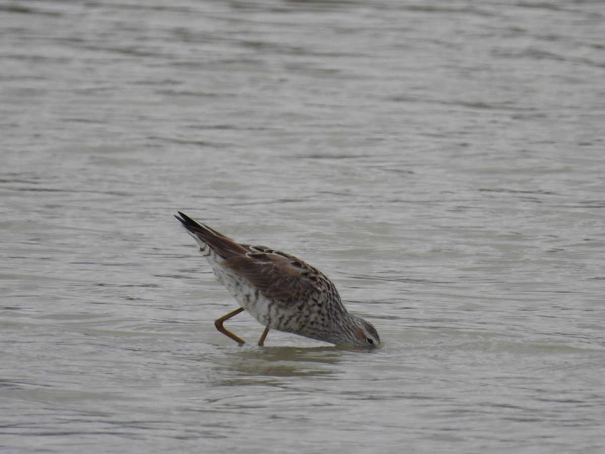 Stilt Sandpiper - ML617360889