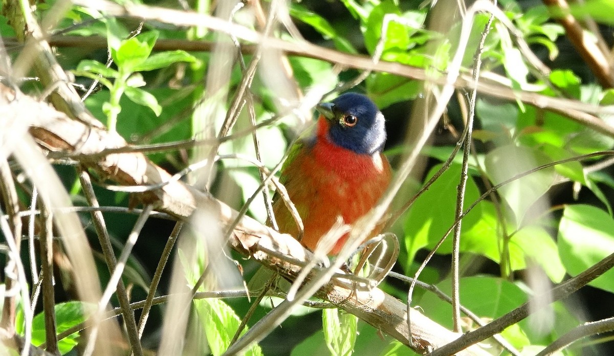 Painted Bunting - Thomas Rohtsalu