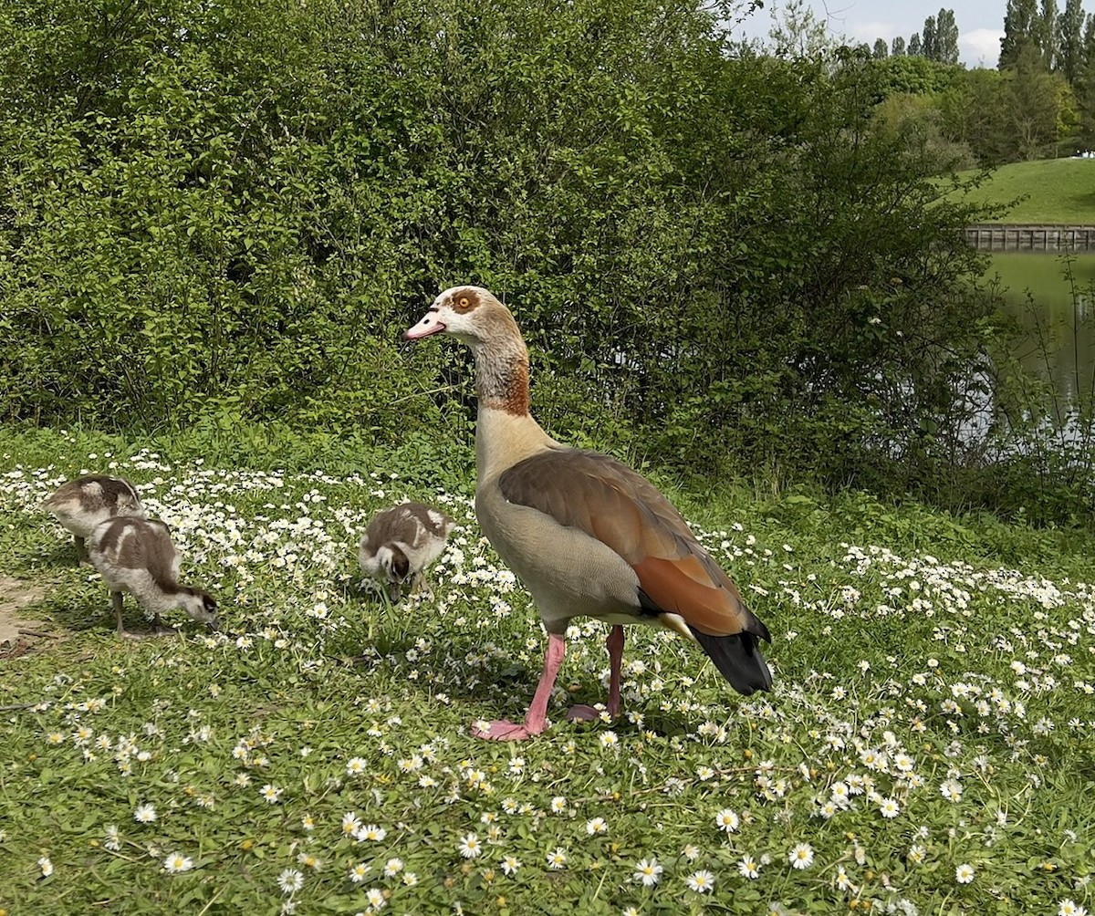 Nilgans - ML617360988