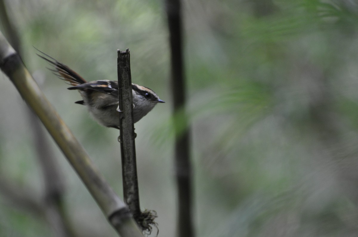 Thorn-tailed Rayadito - Abigail Duvall