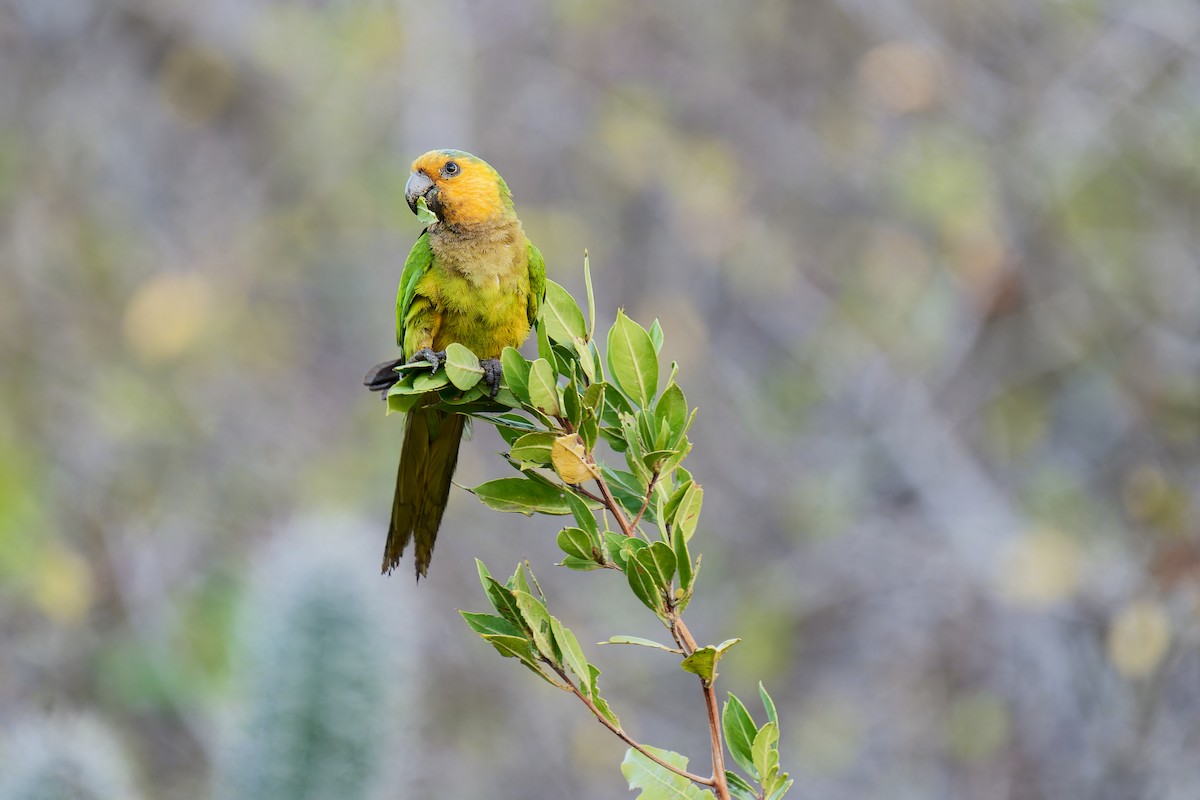 Brown-throated Parakeet - ML617361117