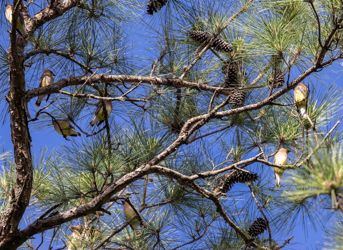 Cedar Waxwing - ML617361172