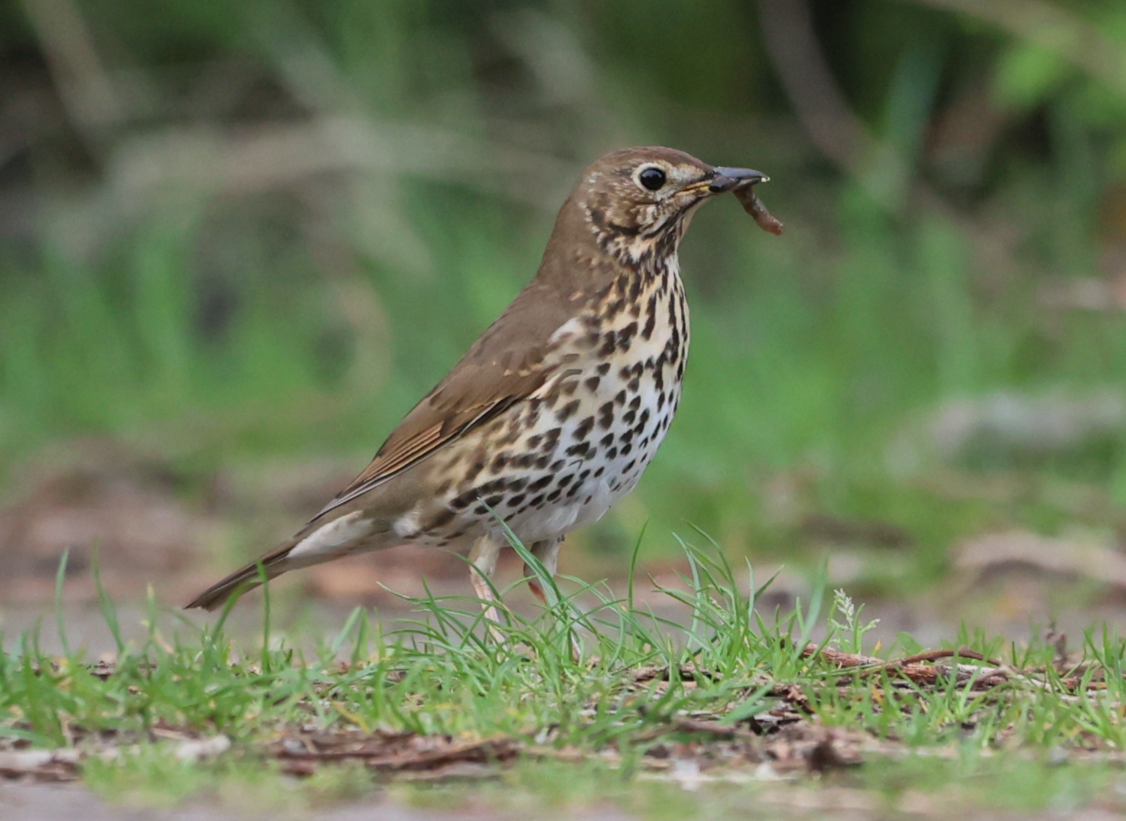 Song Thrush - ML617361179