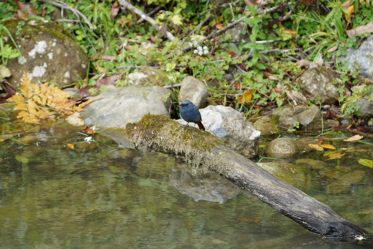 Plumbeous Redstart - 克遠 季