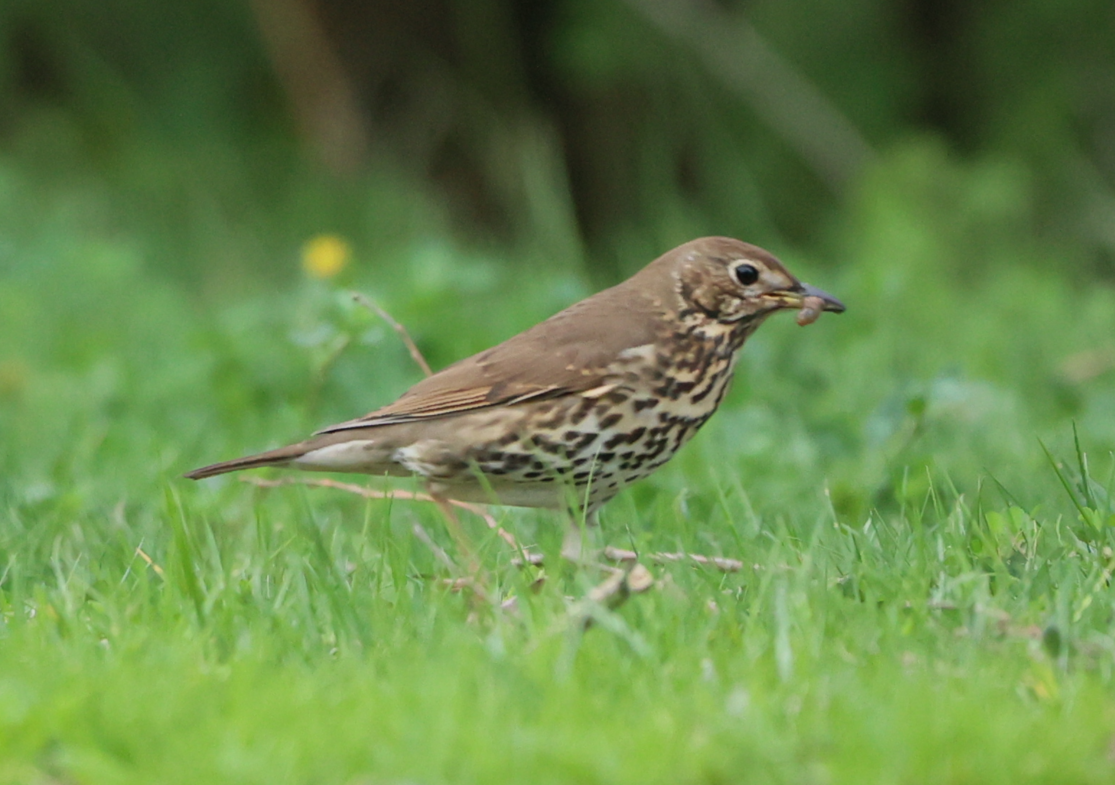 Song Thrush - ML617361181