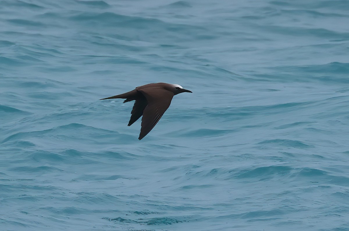 Brown Noddy - ML617361190