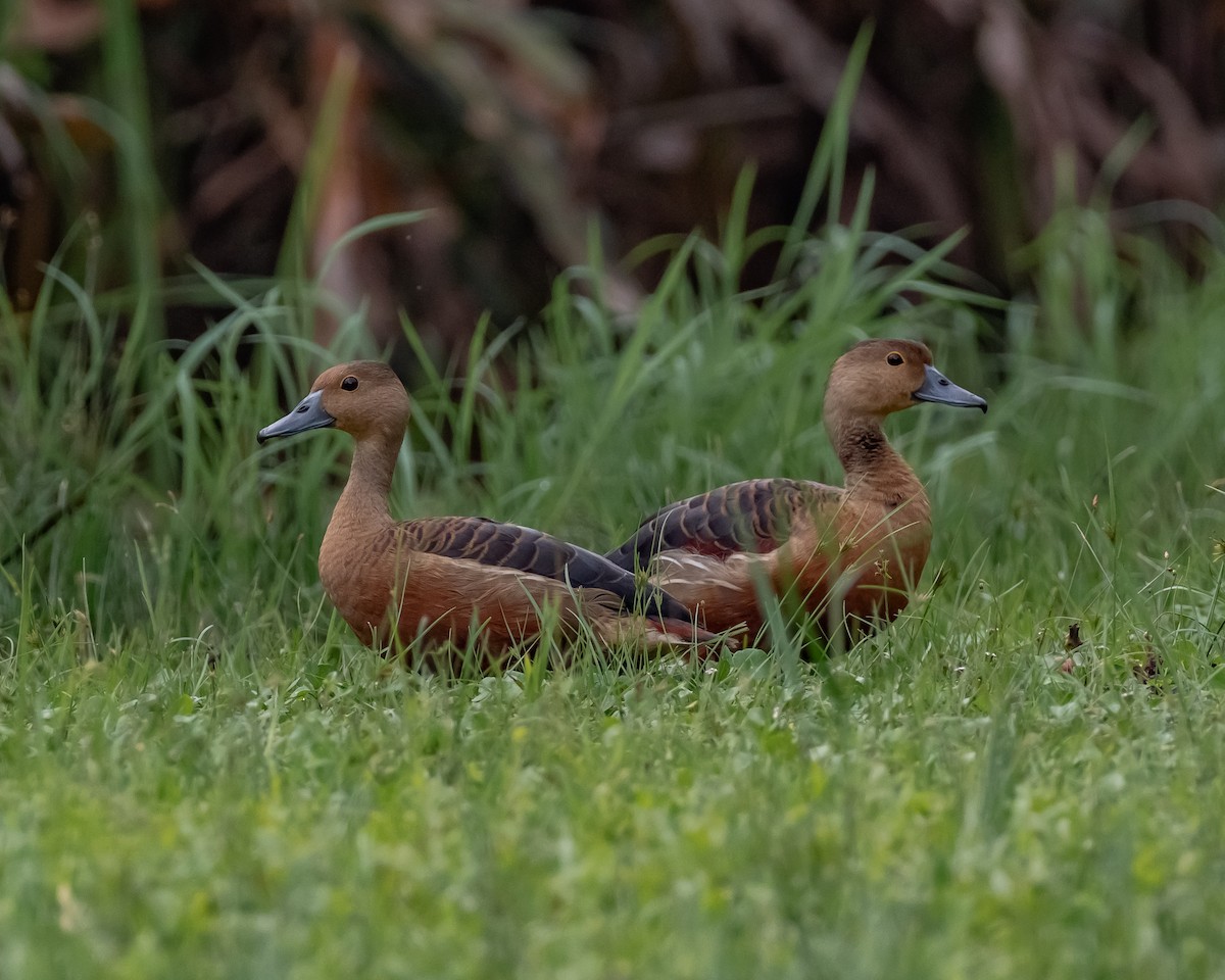 Lesser Whistling-Duck - ML617361240