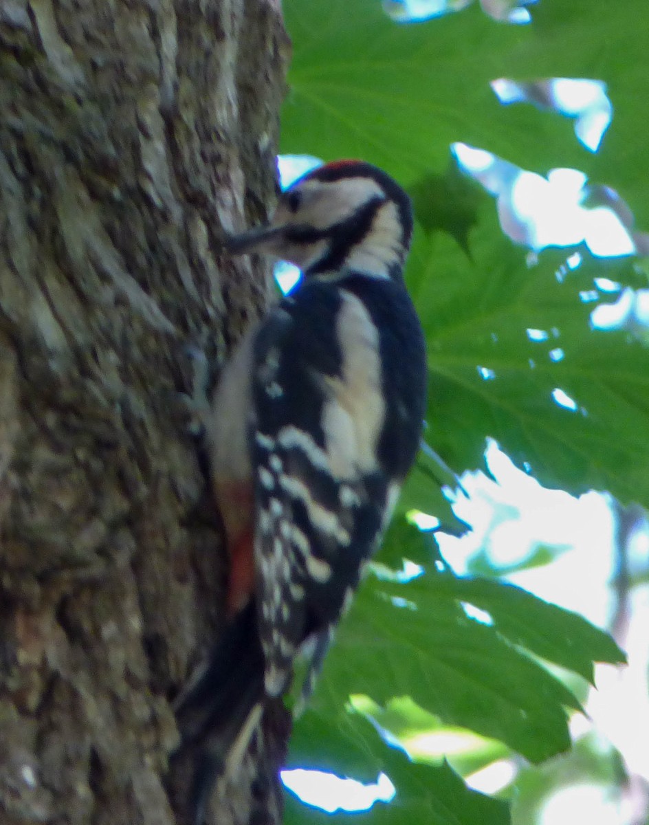 Great Spotted Woodpecker - ML617361241