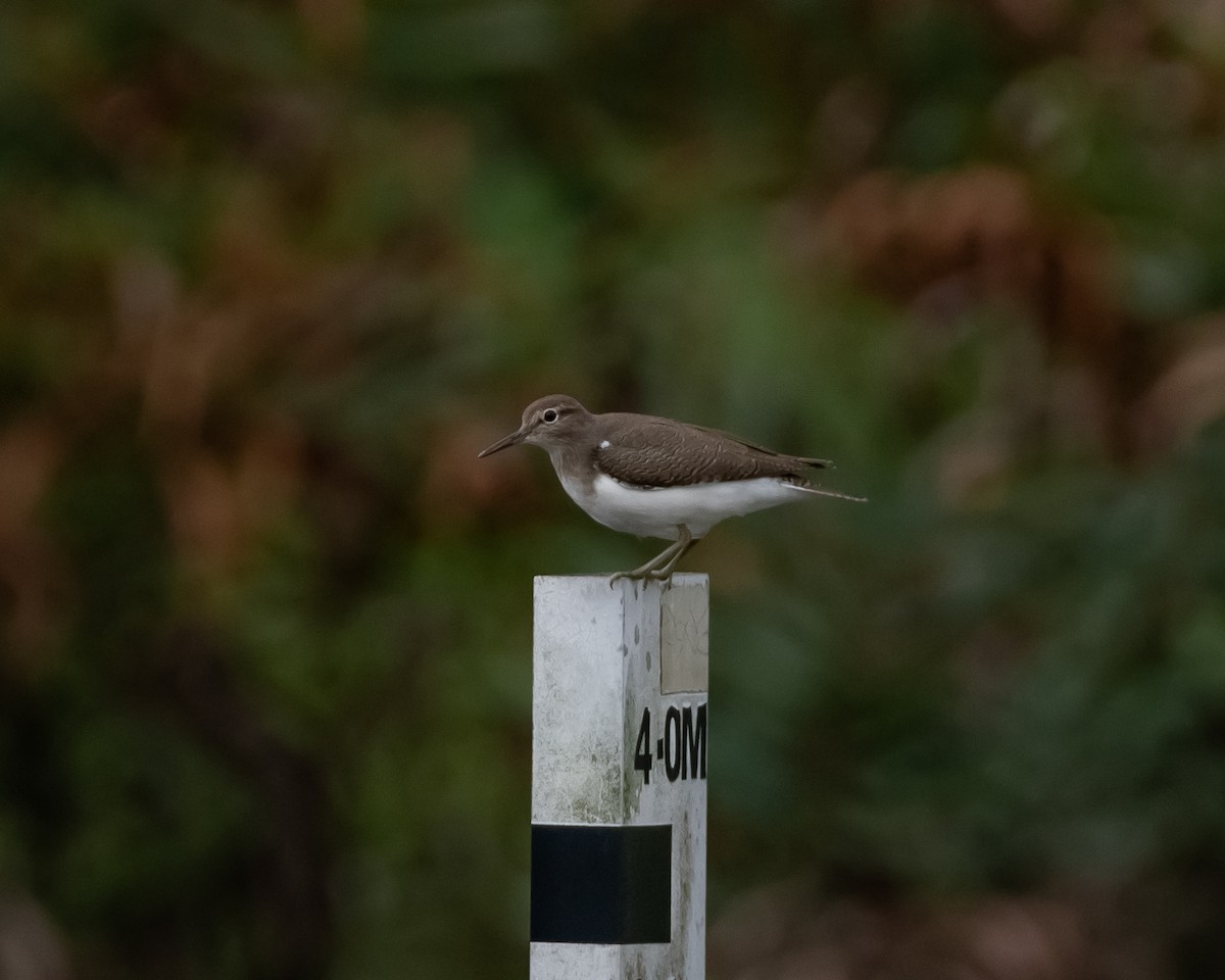 Common Sandpiper - ML617361246