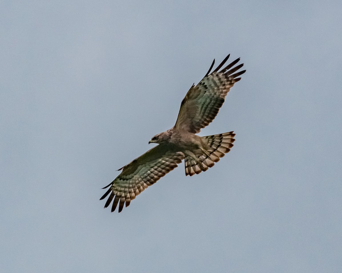 Oriental Honey-buzzard - ML617361252