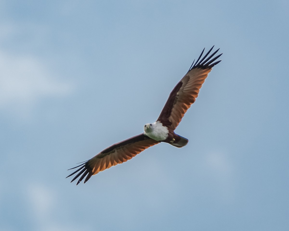 Brahminy Kite - ML617361262