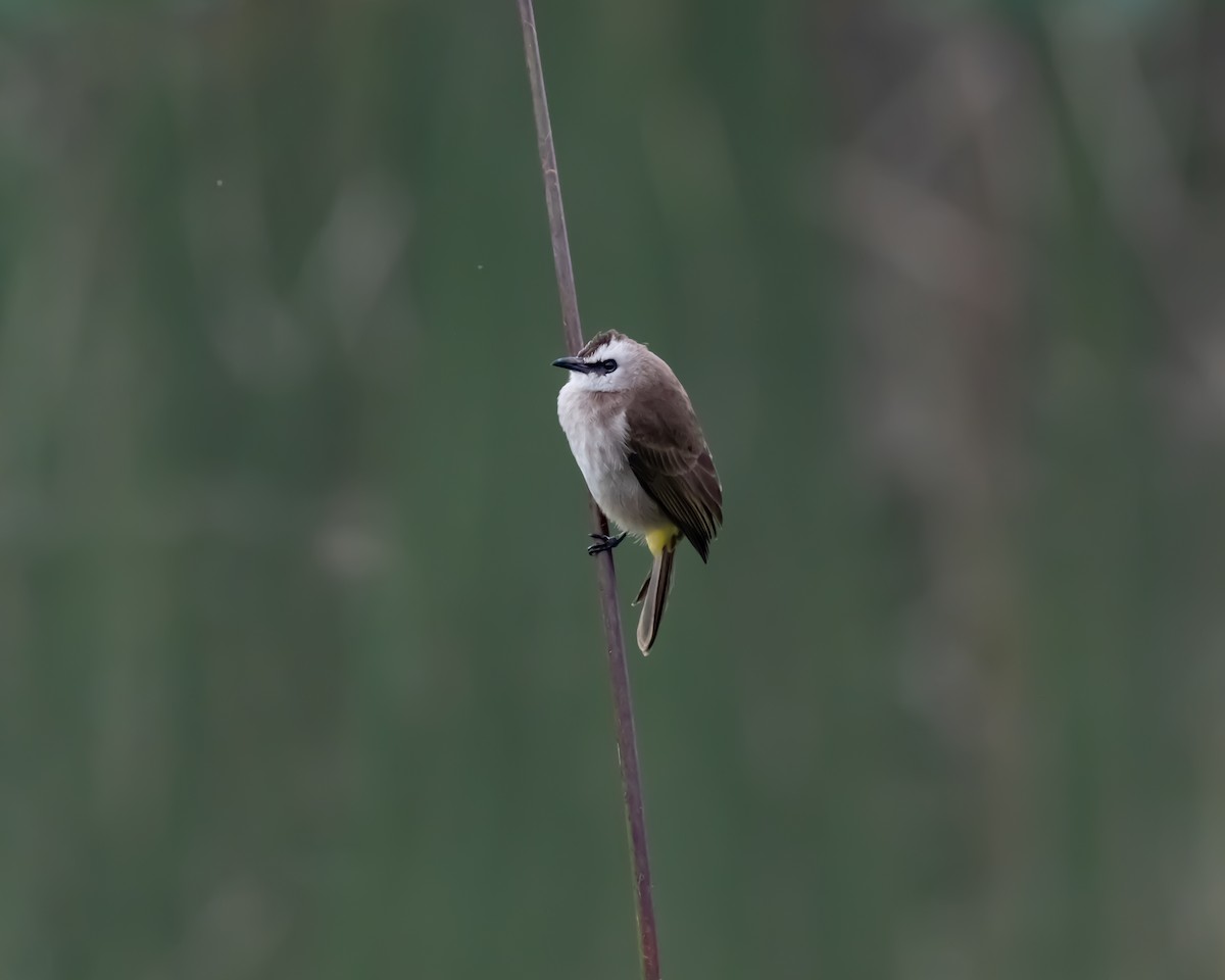 Yellow-vented Bulbul - ML617361270