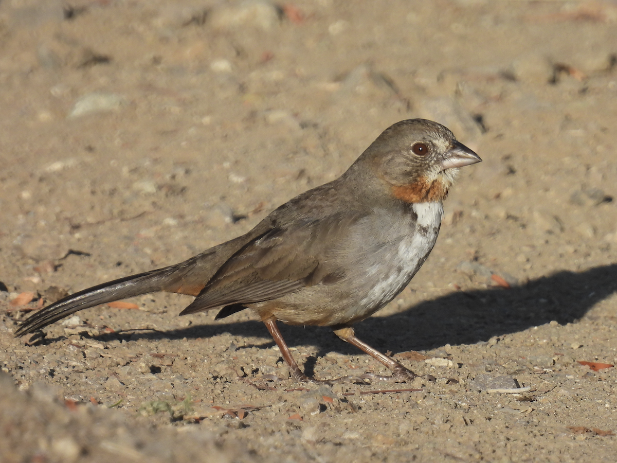 White-throated Towhee - ML617361301