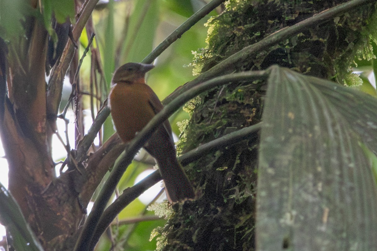 Fulvous Shrike-Tanager - ML617361315