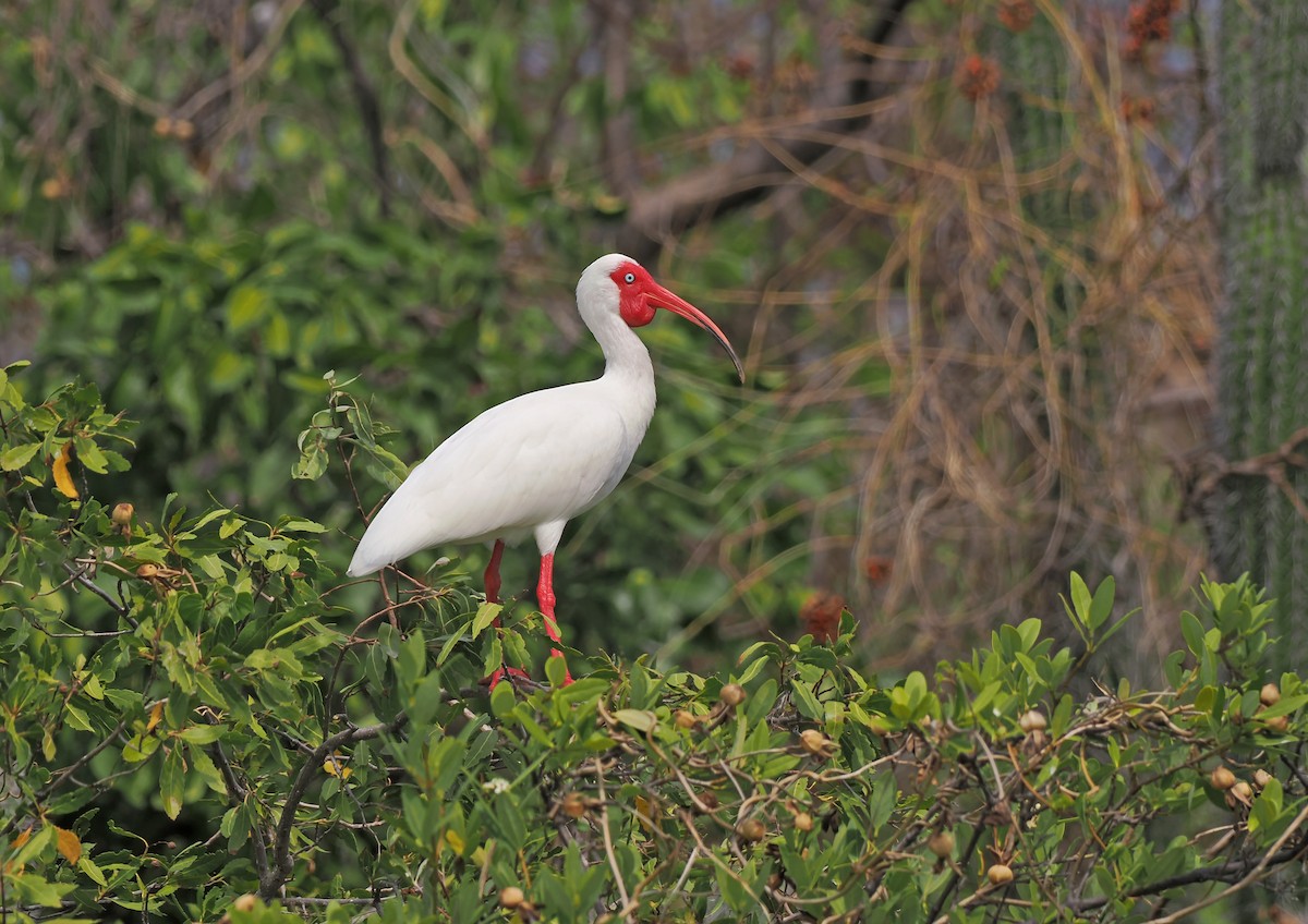 Ibis blanc - ML617361335