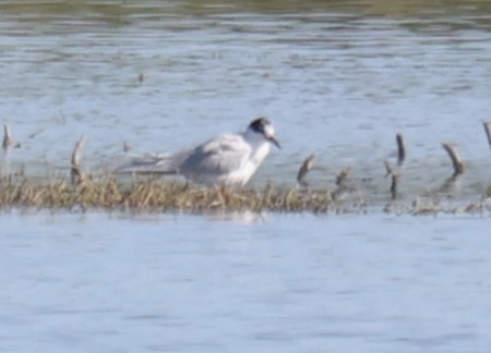 Forster's Tern - ML617361358