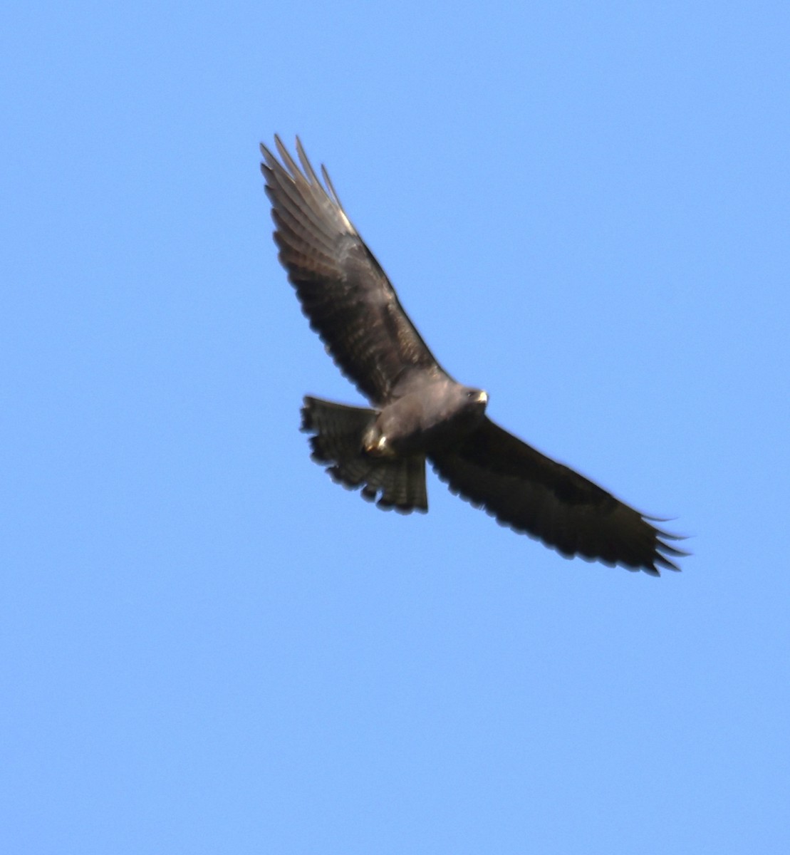 Swainson's Hawk - Jim Ross