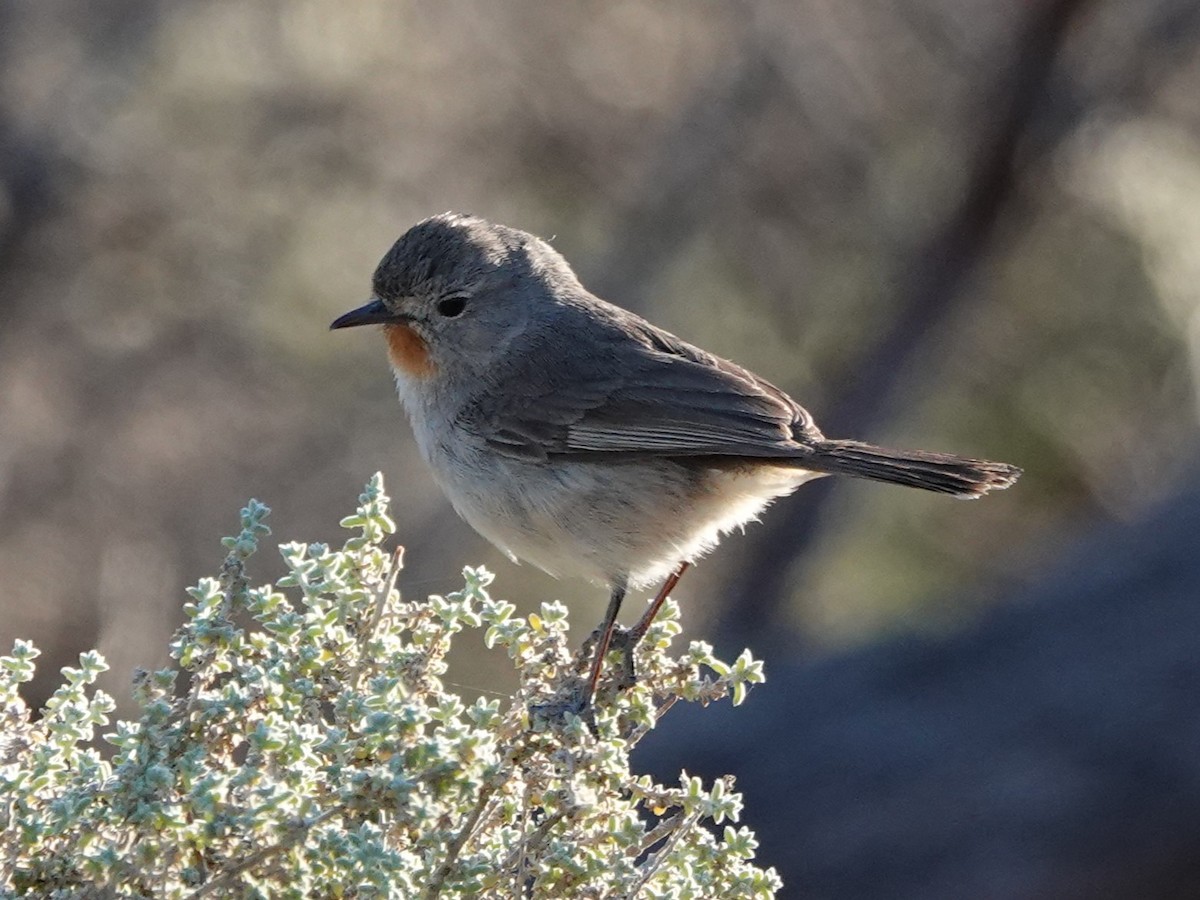 Redthroat - Steve Kornfeld