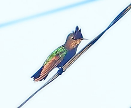 Antillean Crested Hummingbird - ML617361425
