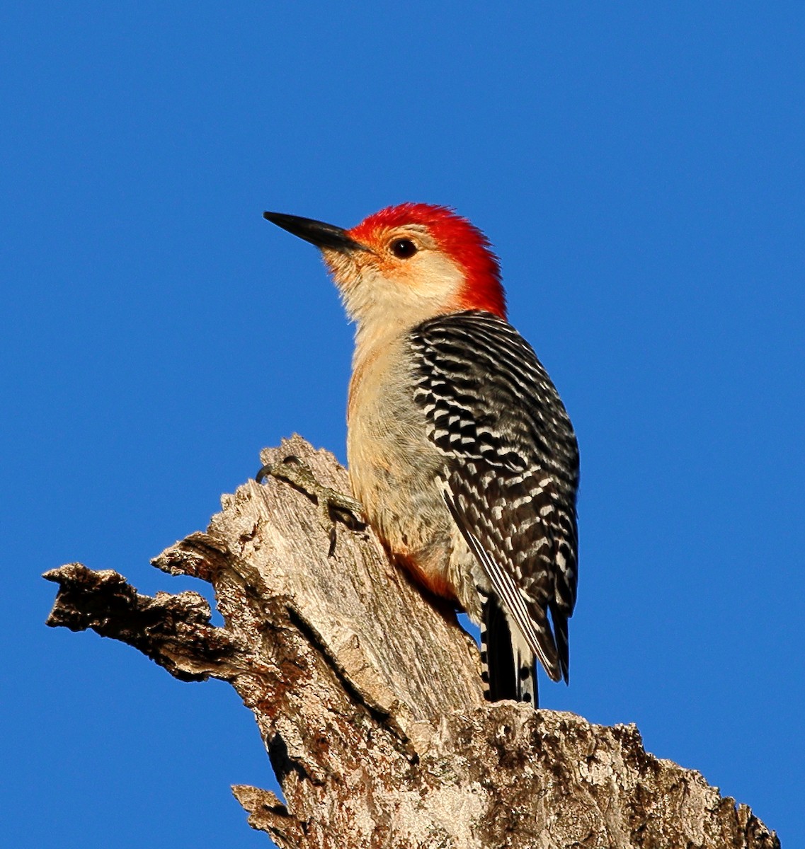 Red-bellied Woodpecker - ML617361436