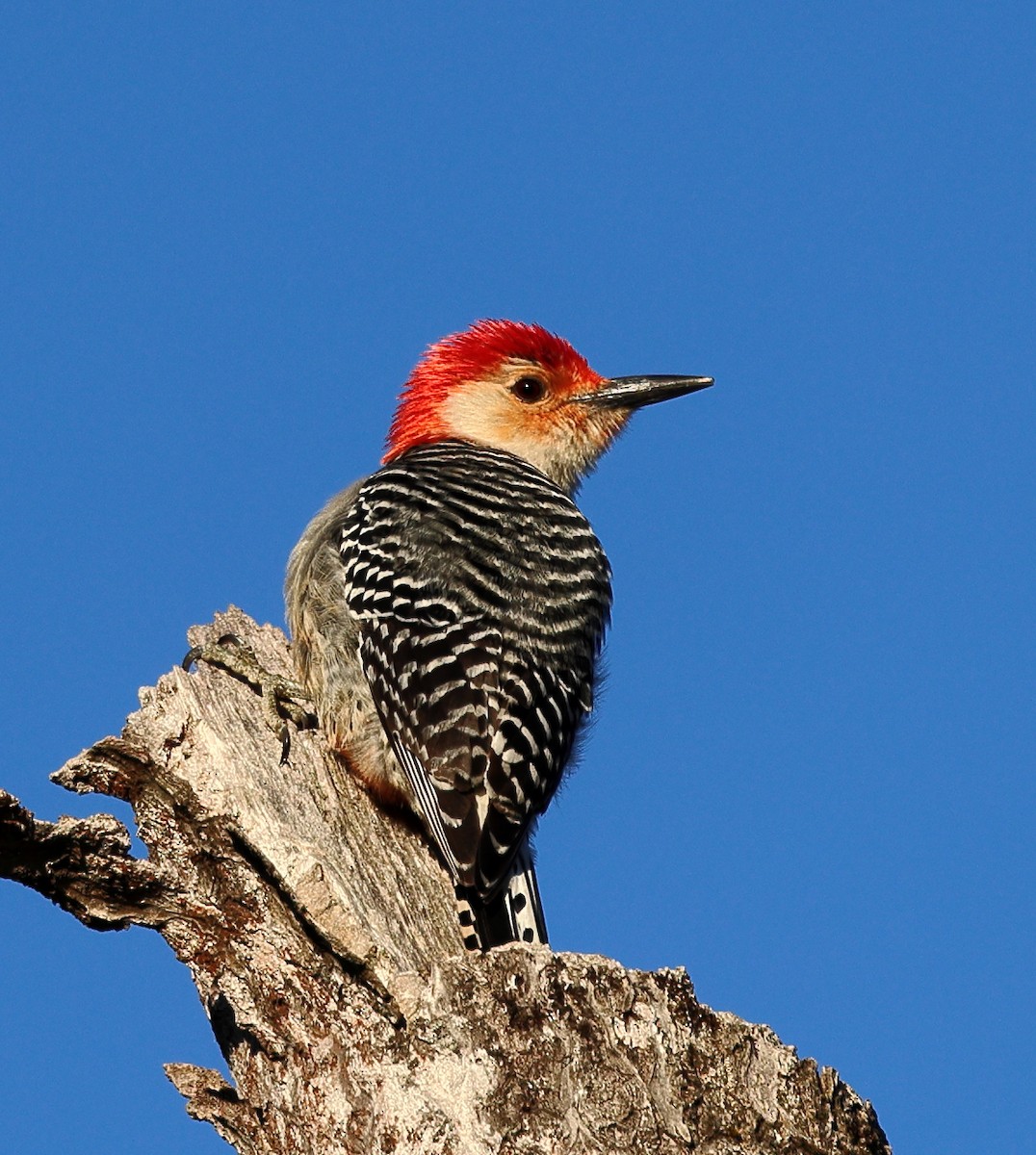 Red-bellied Woodpecker - ML617361437