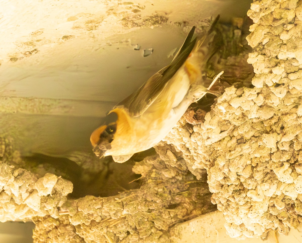 Cave Swallow - ML617361446
