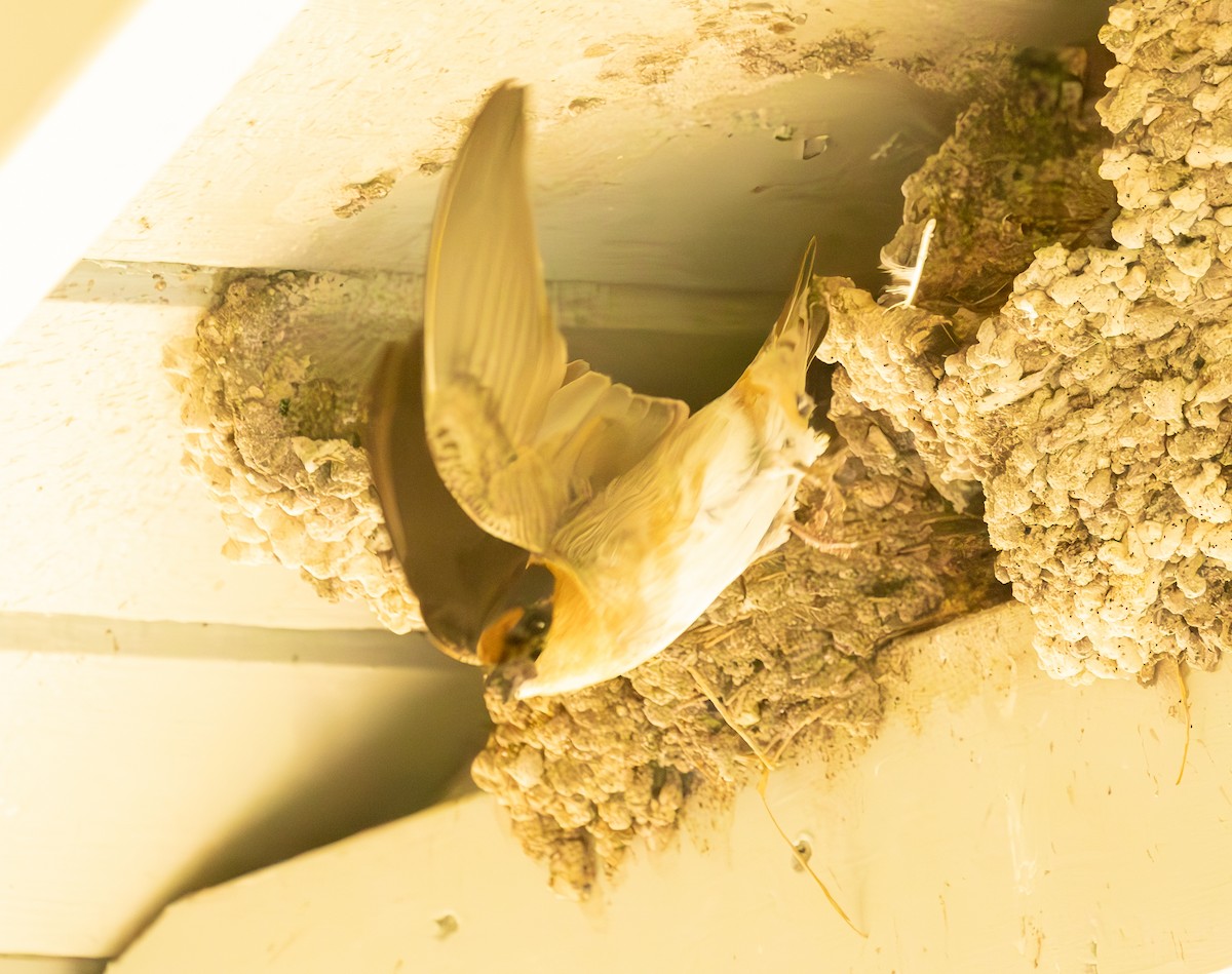 Cave Swallow - ML617361448