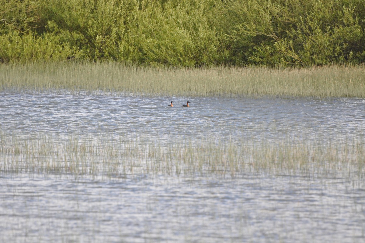 Great Grebe - Abigail Duvall