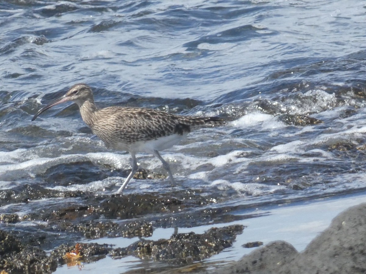 Whimbrel - ML617361495