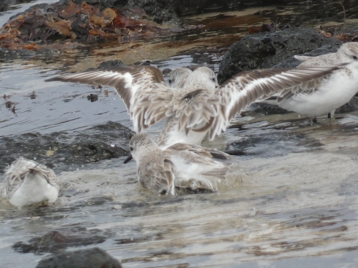 Sanderling - ML617361518