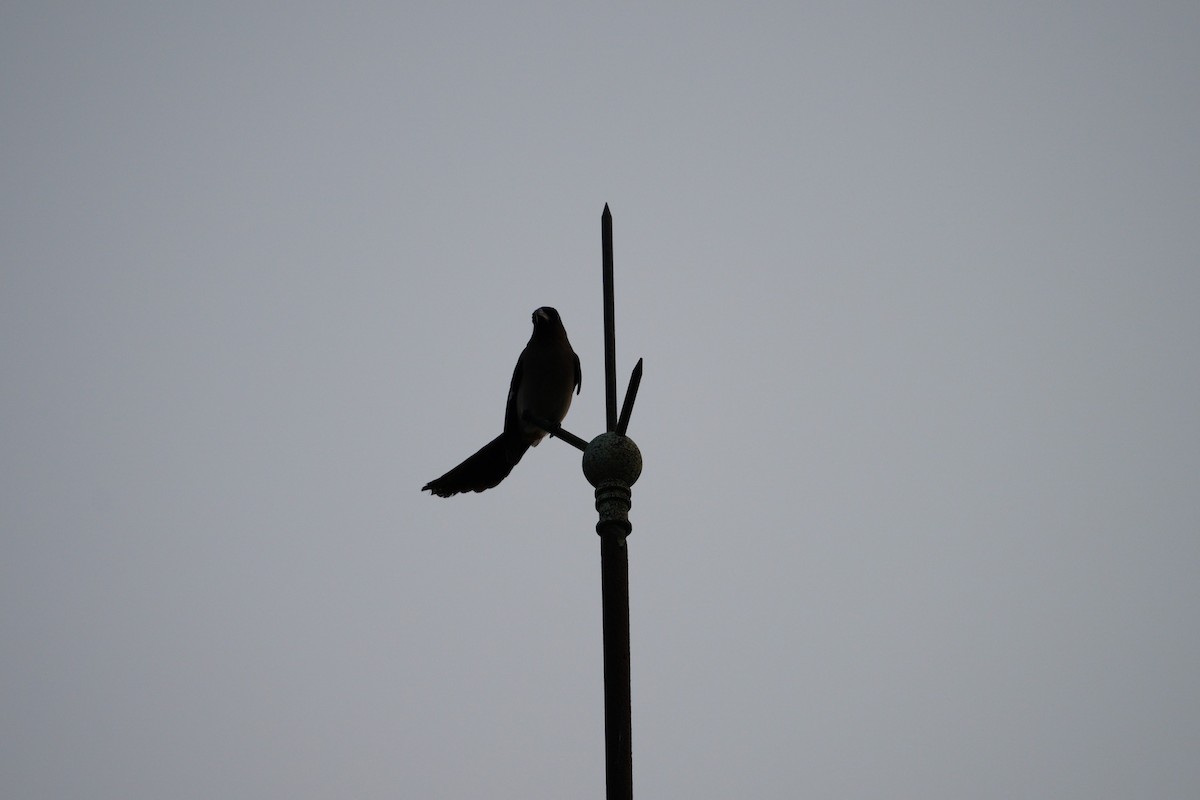 Gray Treepie - ML617361520