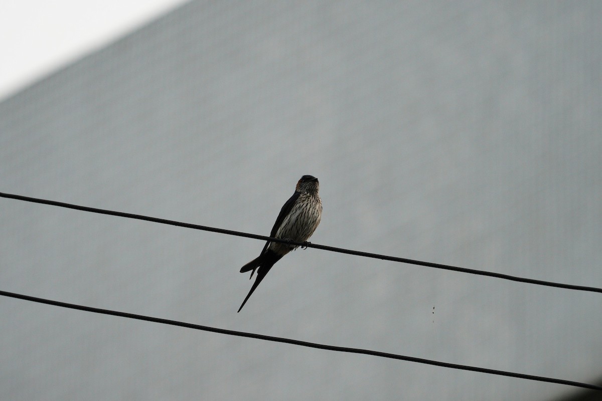 Striated Swallow - ML617361534