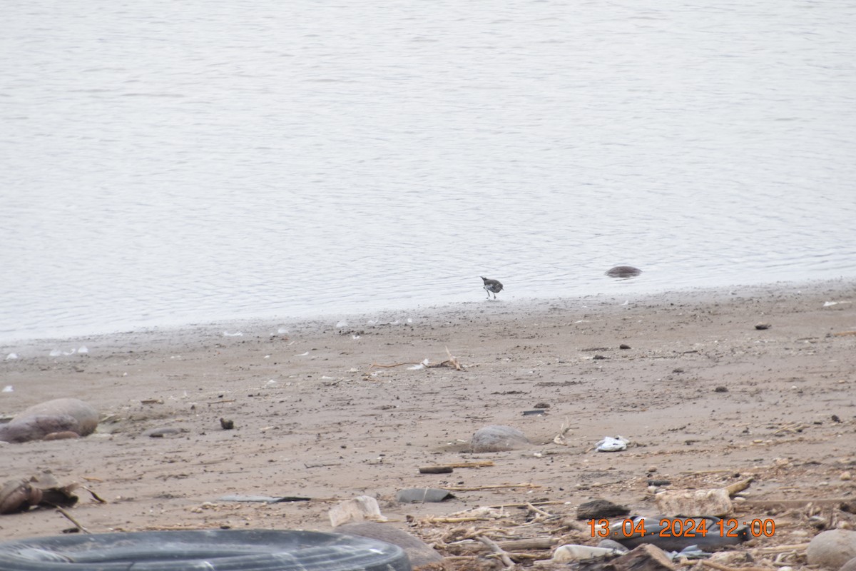 Spotted Sandpiper - ML617361544