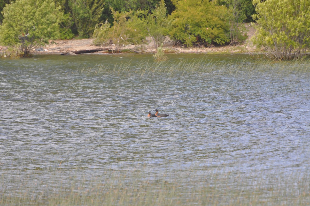 Great Grebe - ML617361546