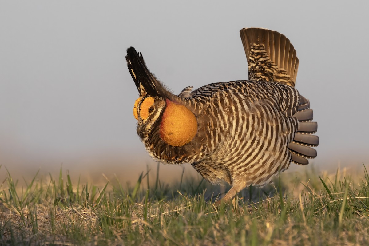 Greater Prairie-Chicken - Tommy Childers