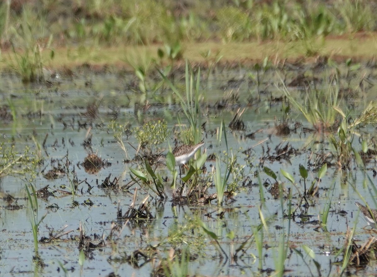 Marsh Sandpiper - ML617361626