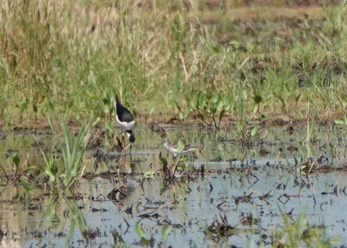 Marsh Sandpiper - ML617361628