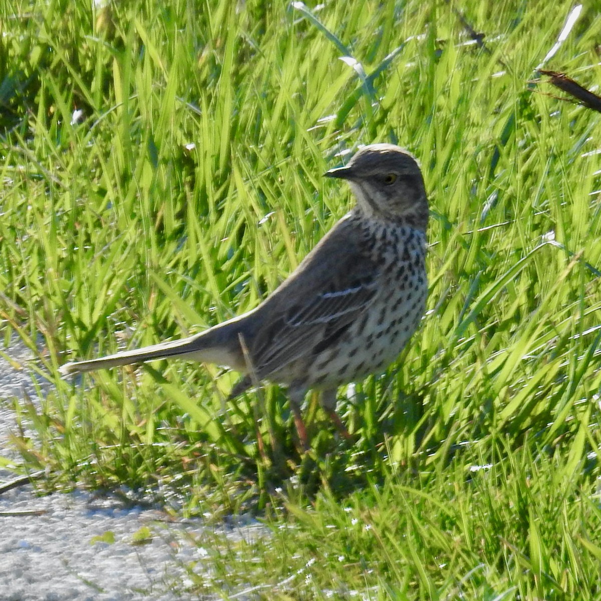 Sage Thrasher - ML617361631