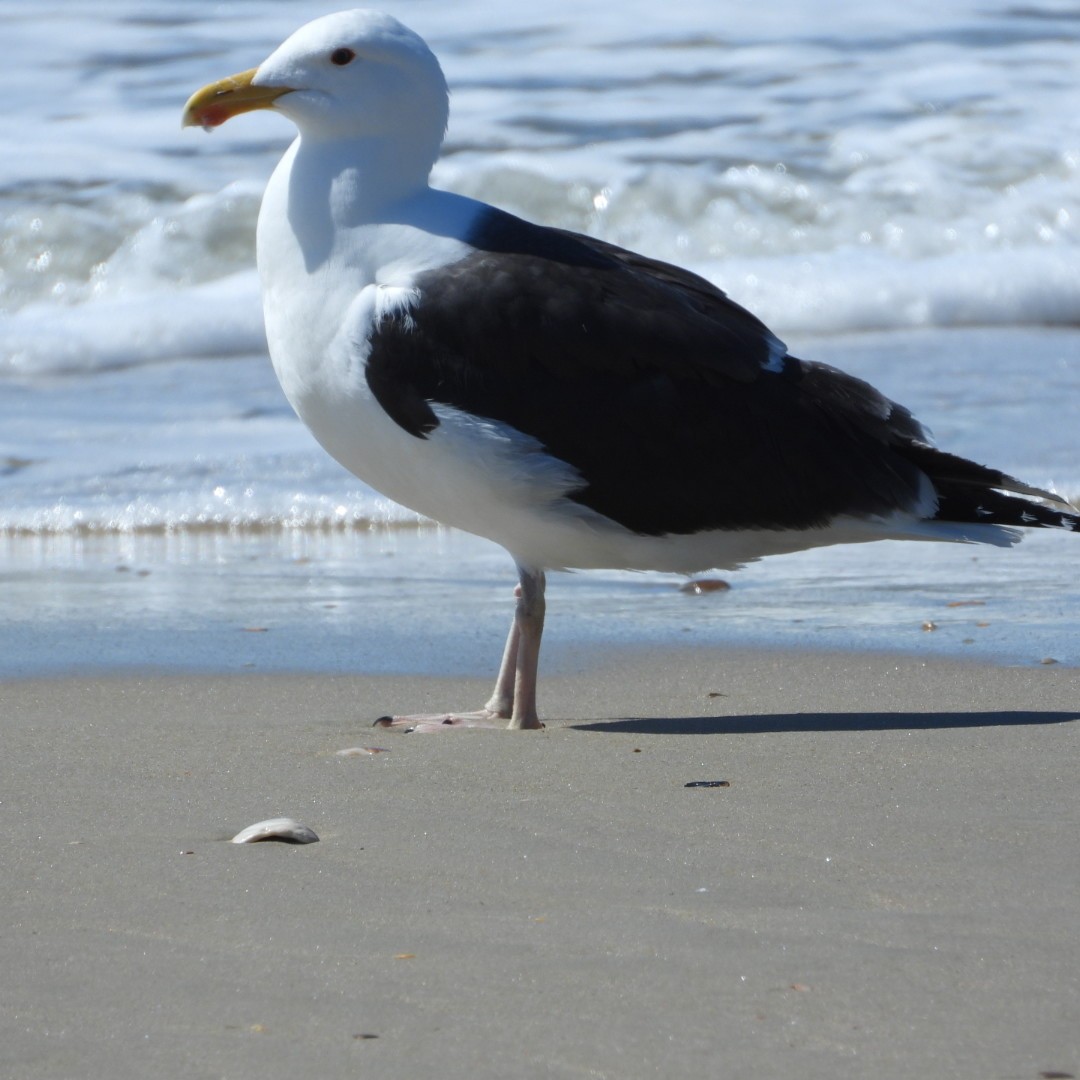 Great Black-backed Gull - ML617361632