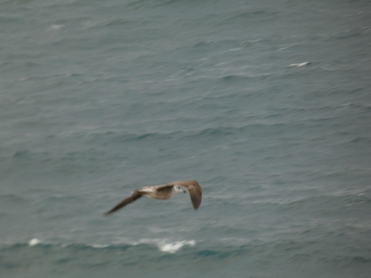 Yellow-legged Gull - ML617361655