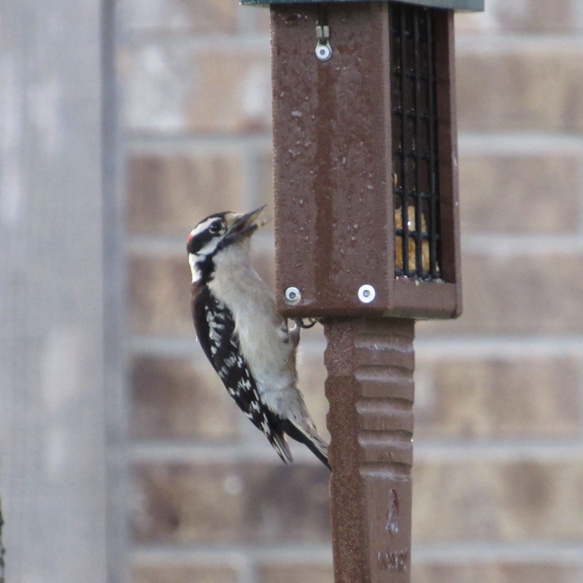 Downy Woodpecker - ML617361658