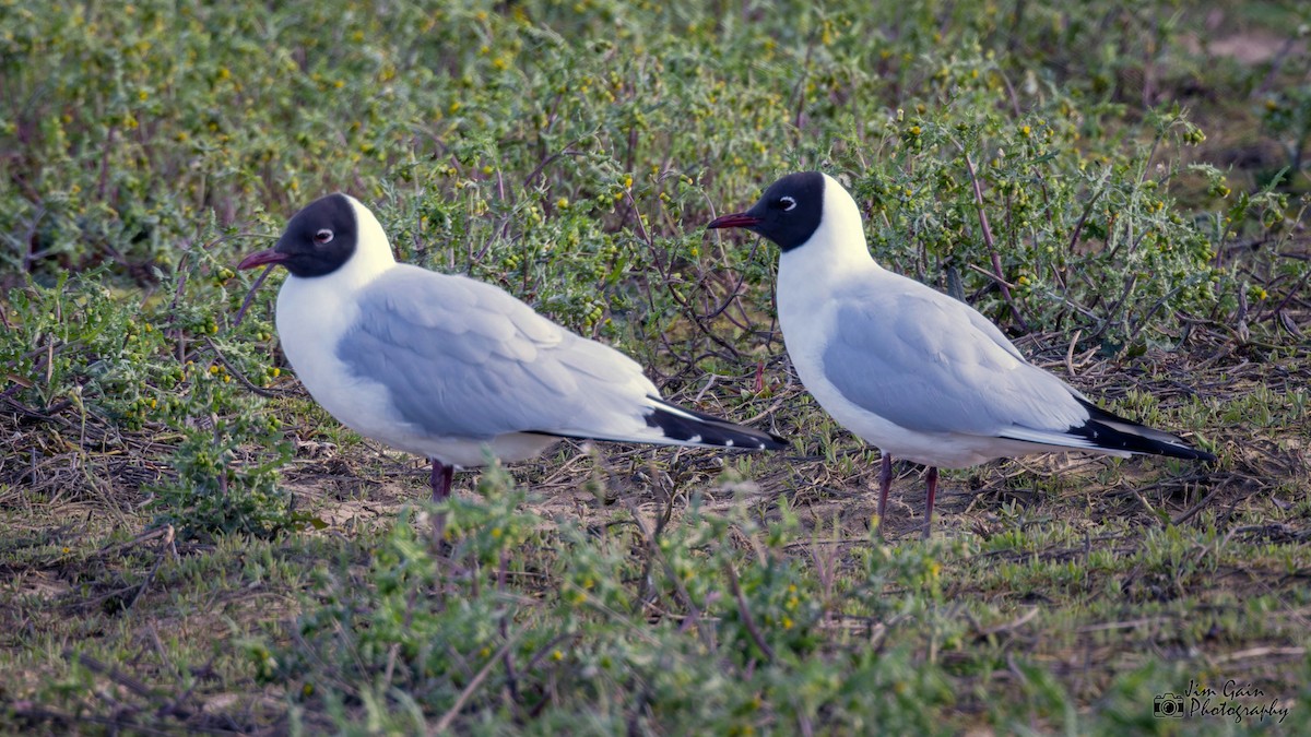 Black-headed Gull - ML617361670