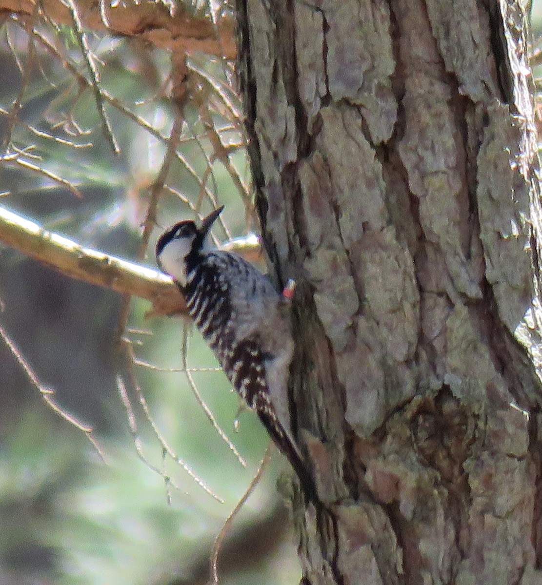 Red-cockaded Woodpecker - ML617361687