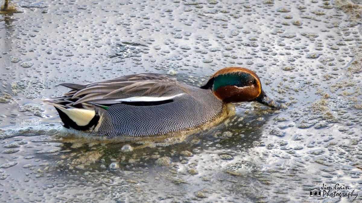 Green-winged Teal (Eurasian) - ML617361696